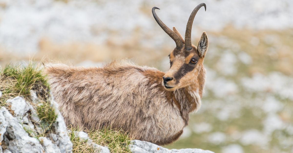 chamois